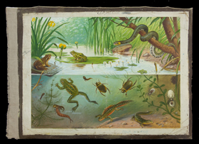 Feestelijk genieten van planten en dieren